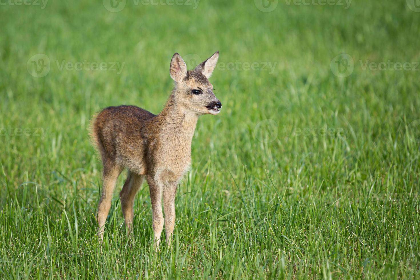 Young wild roe deer in grass, Capreolus capreolus. New born roe deer, wild spring nature. photo