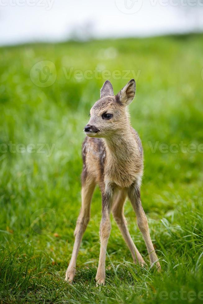 Young wild roe deer in grass, Capreolus capreolus. New born roe deer, wild spring nature. photo