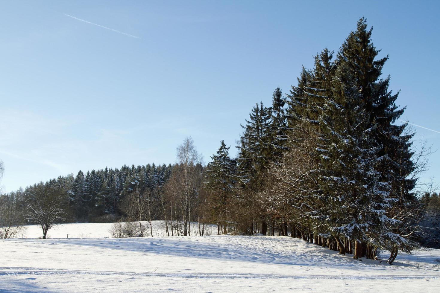 arboles nevados en invierno foto