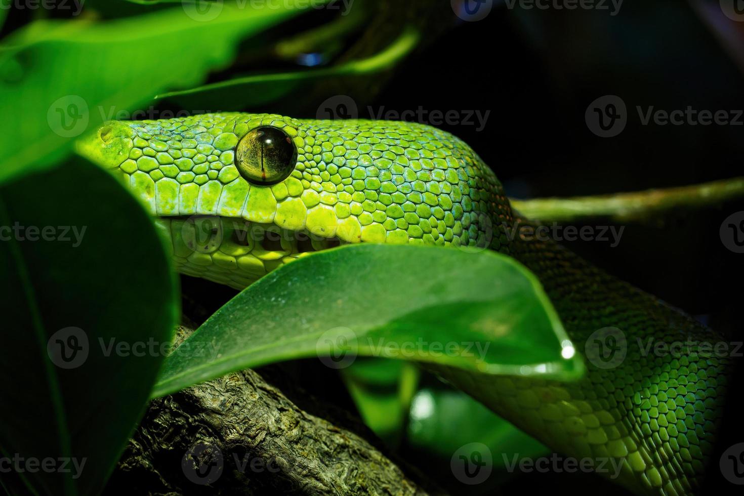 Green tree python close-up on tree branch, Morelia viridis. photo