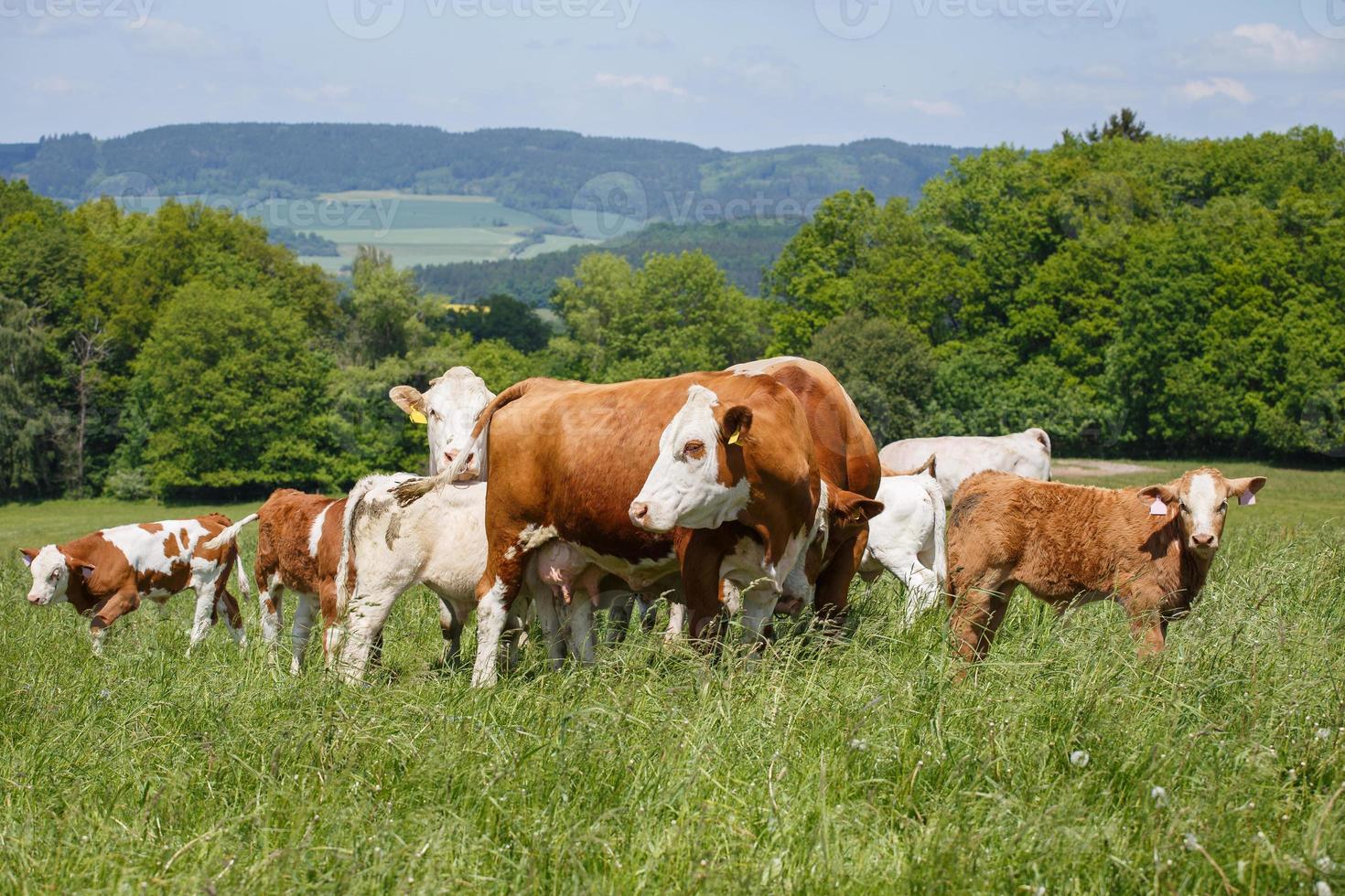 Cows and calves grazing on a spring meadow in sunny day photo