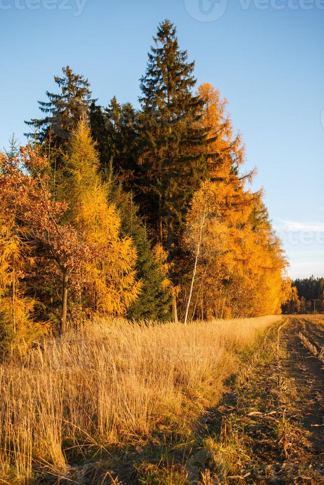 paisaje con hojas de otoño en el bosque. foto