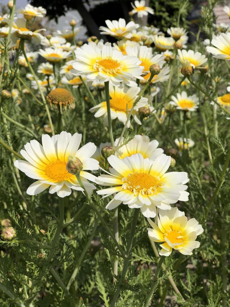 Beautiful White Flower Closeup Natural photo