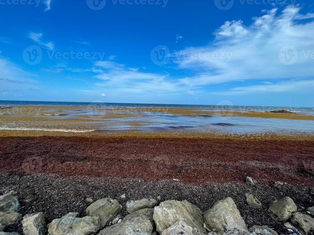 Blue waters of Tulum, Mexico with expanses of seaweed in the waves. photo