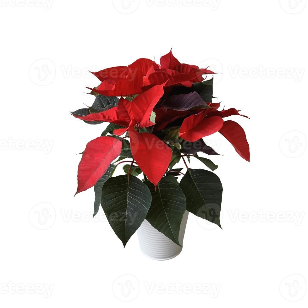 Red poinsettia traditional Christmas flower isolated cut out object, bright seasonal decoration for winter holidays, clipping path photo