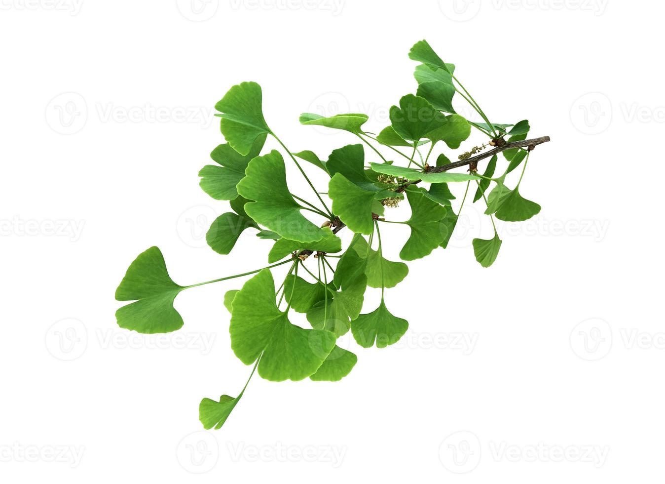 objeto aislado de rama de hojas de ginkgo fresco verde brillante, primer plano de planta orgánica medicinal, objeto de recorte de camino de recorte, concepto de entorno ecológico foto