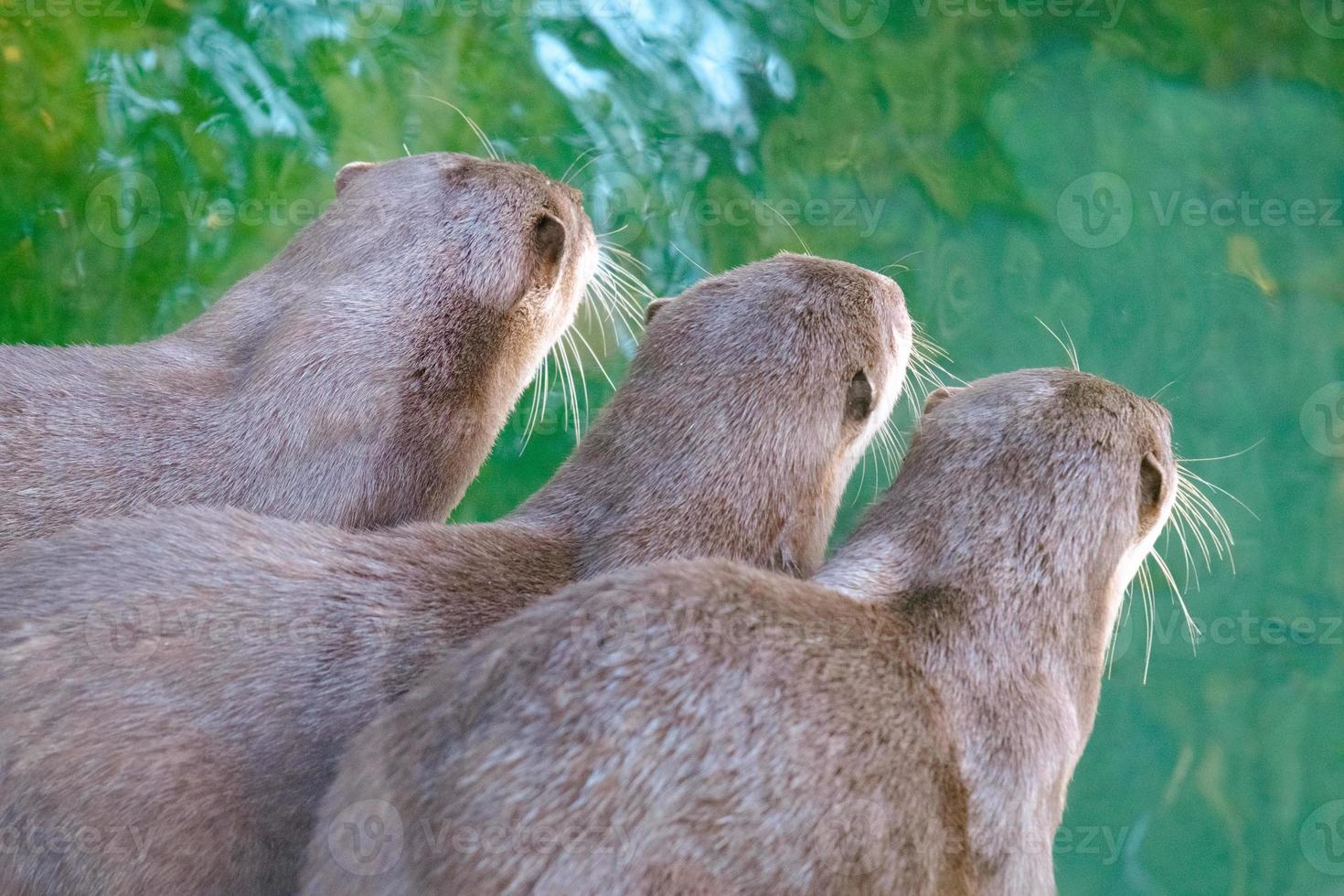Closeup of a otter group in the zoo near green water from the back. photo