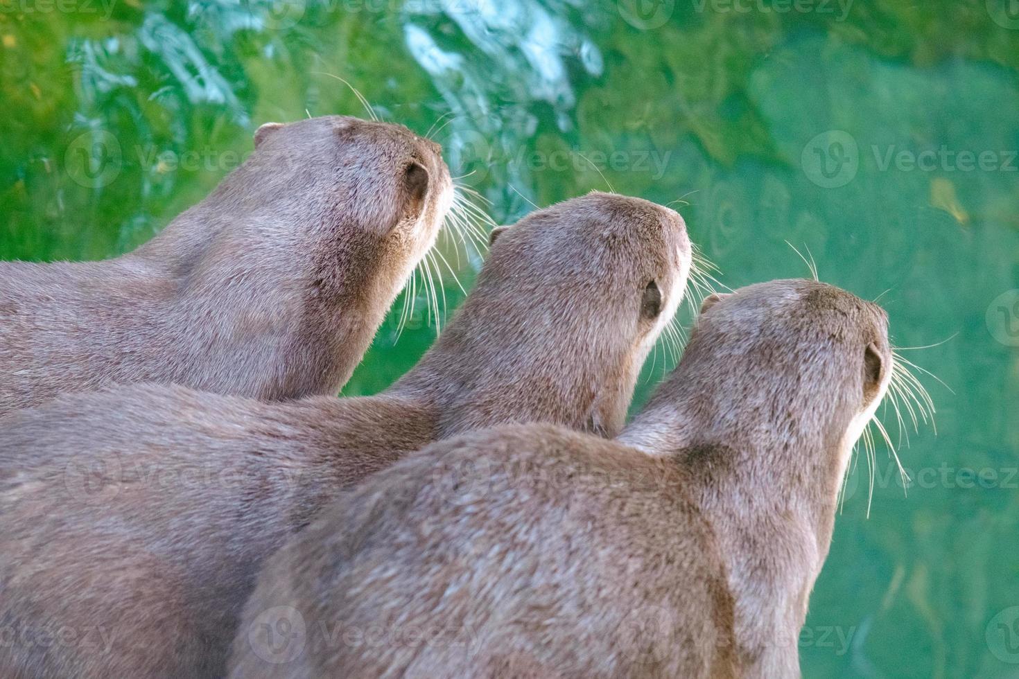 Closeup of a otter group in the zoo near green water from the back. photo