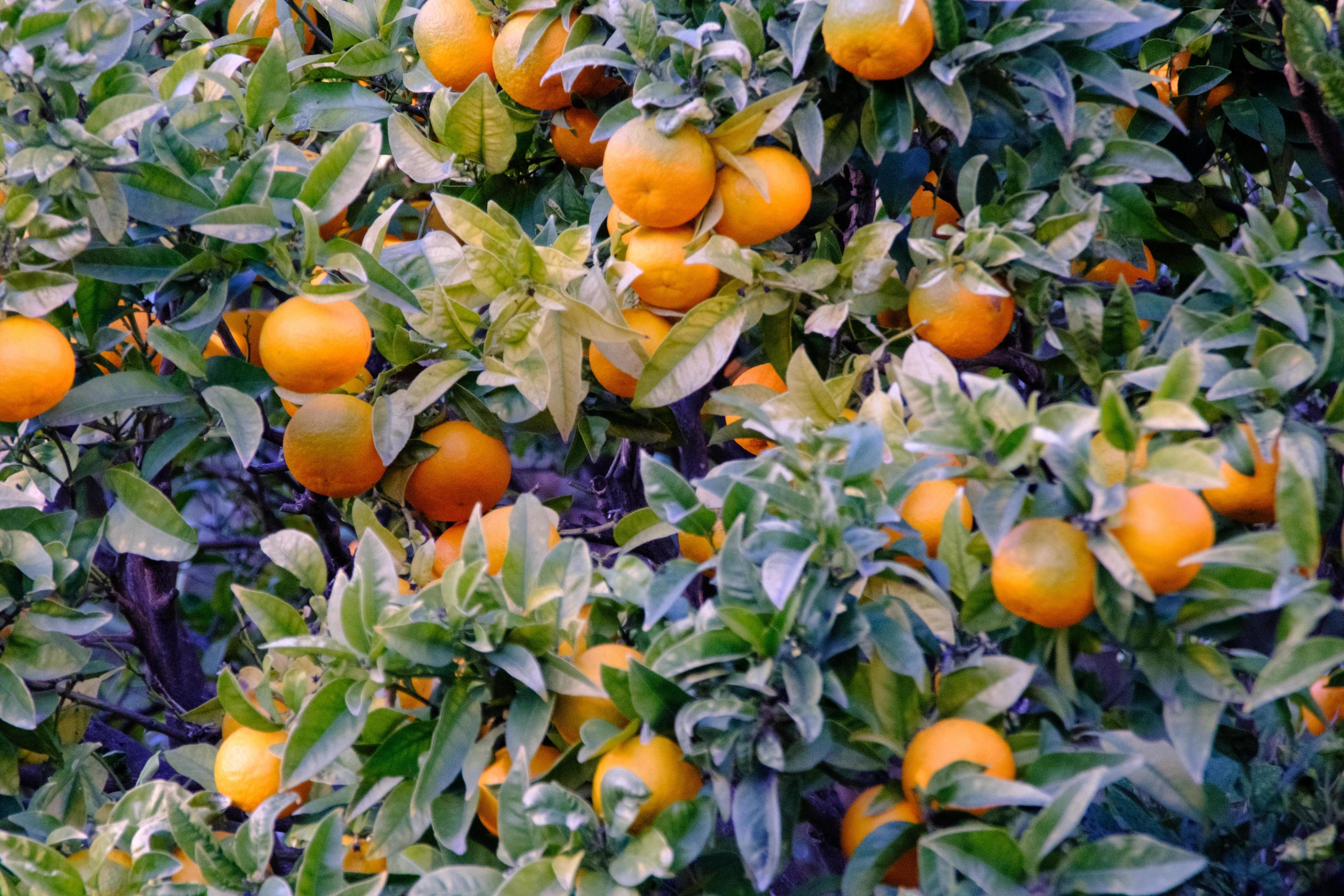 Orange tree with fruits closeup, tropical oranges on a branch in the