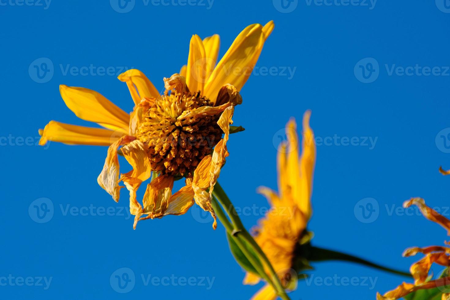 Yellow flower on blue, closeup, botanical plant isolated on sky background. photo