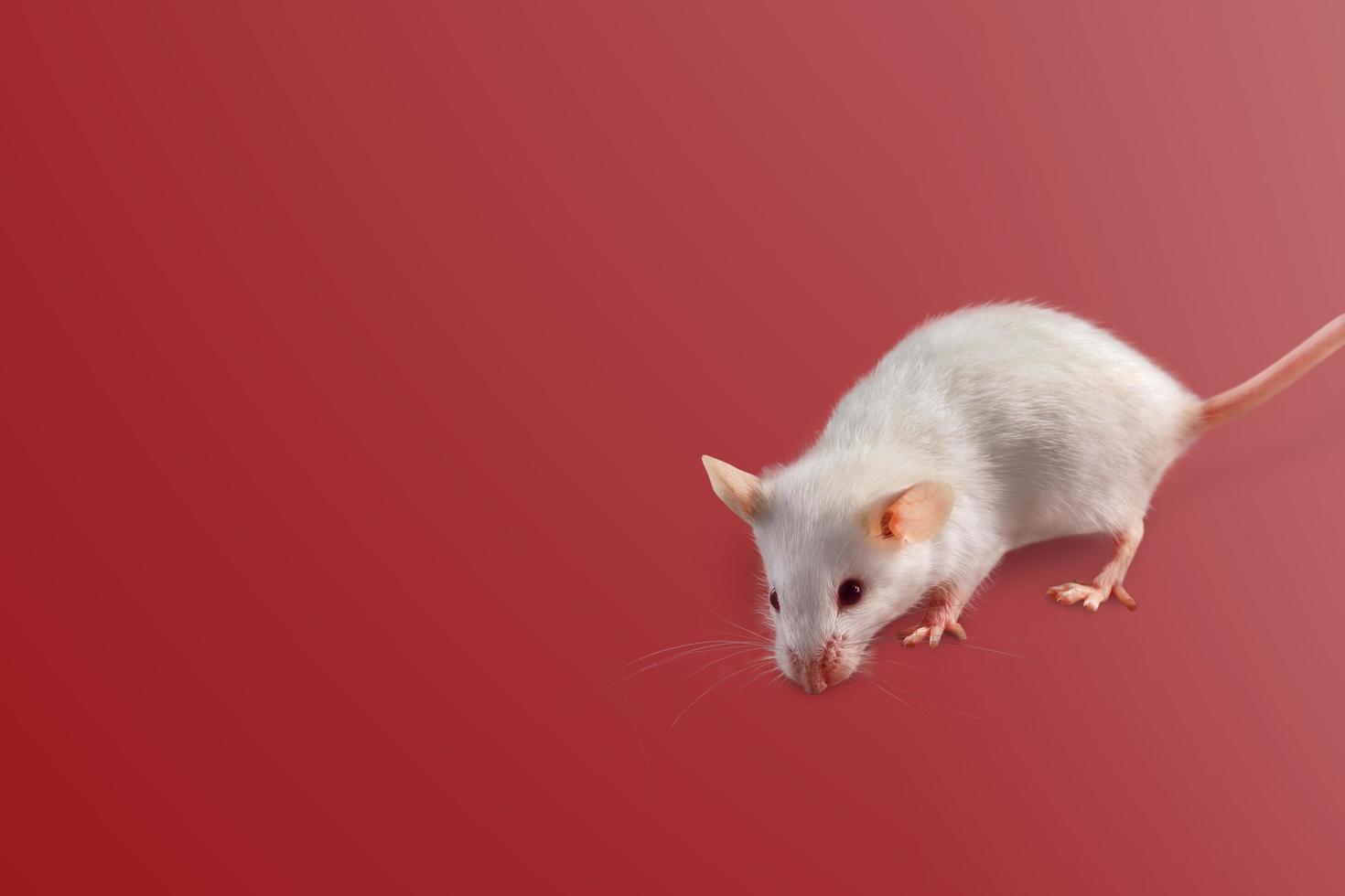 white mouse in front of red background photo