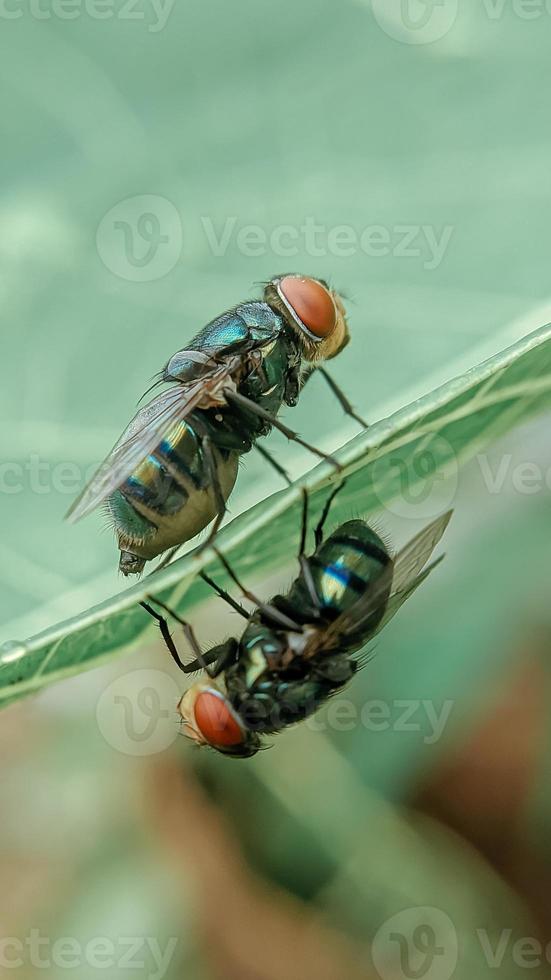 Two Flies on and under a leaf in the morning photo