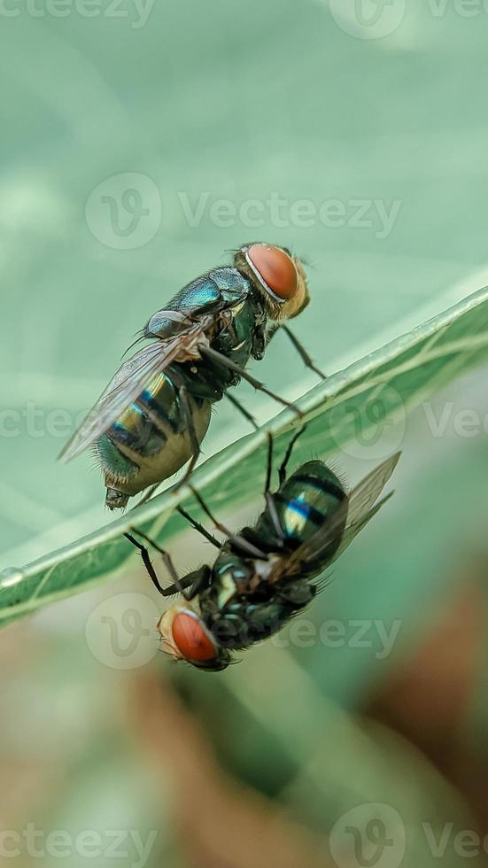 dos moscas sobre y debajo de una hoja por la mañana foto