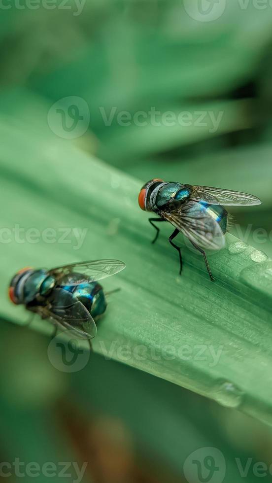 Two Flies on a leaf in the morning photo