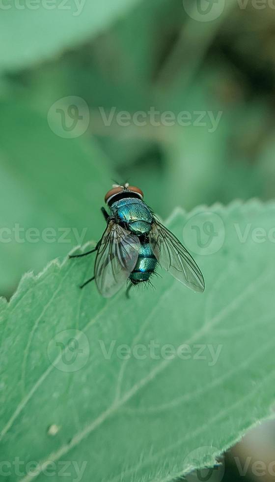 Flies on the leaves in the morning photo