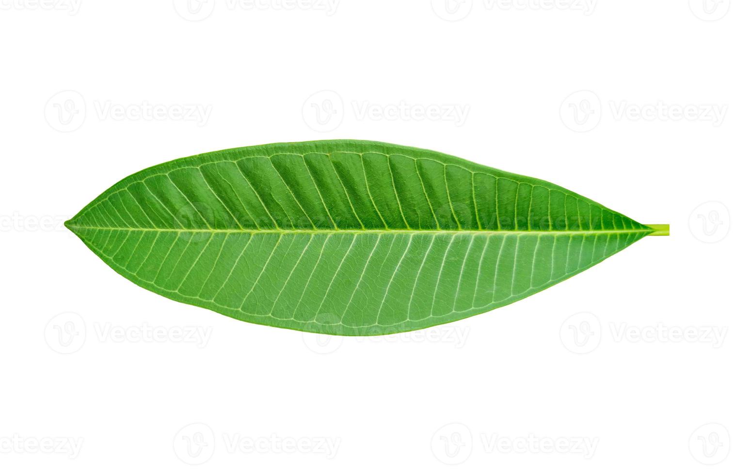 cerrar una hoja verde fresca de plumeria frangipani planta aislada sobre fondo blanco sin sombra foto