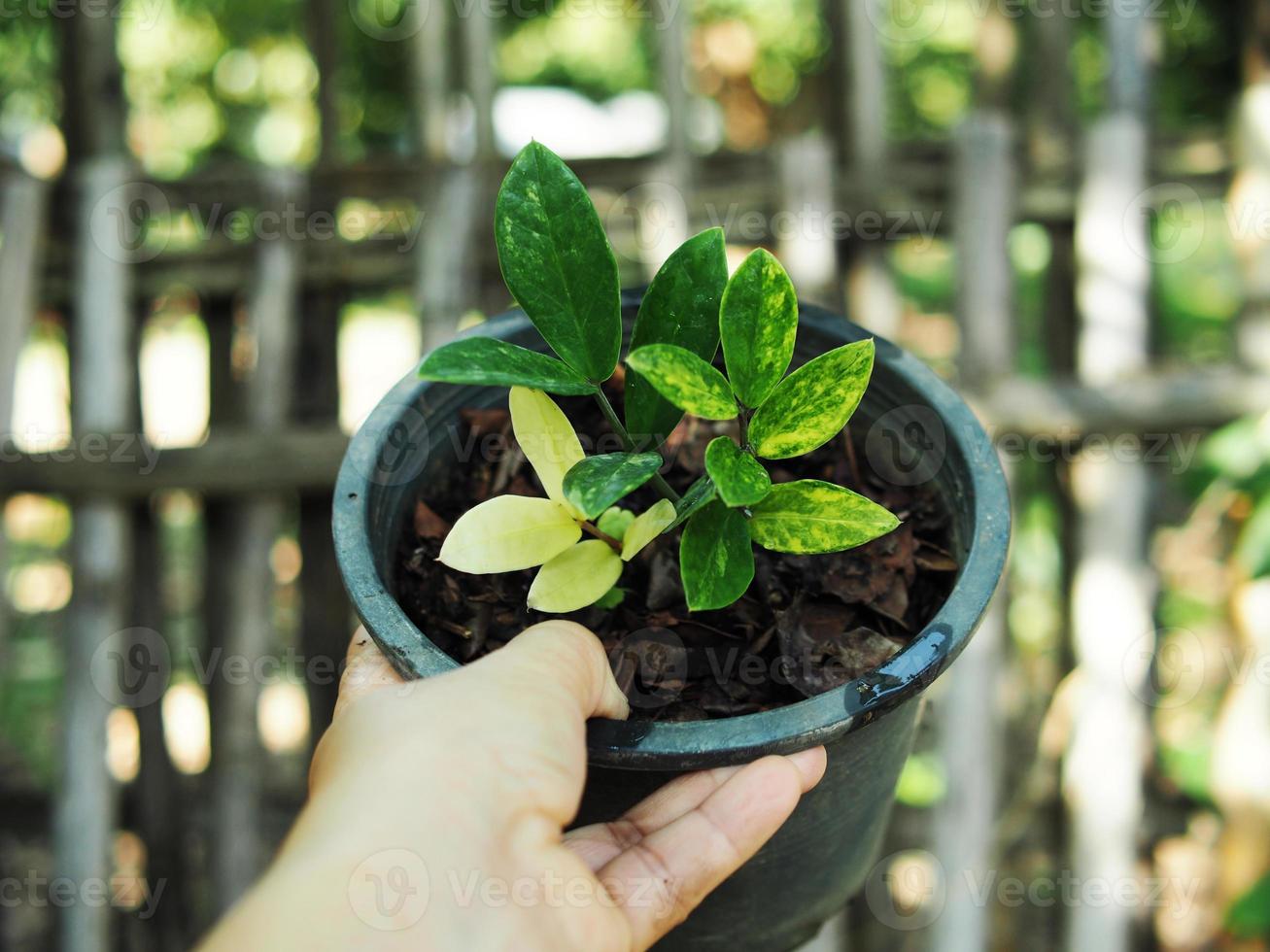 plantas abigarradas y hojas hermosas de plantas foto