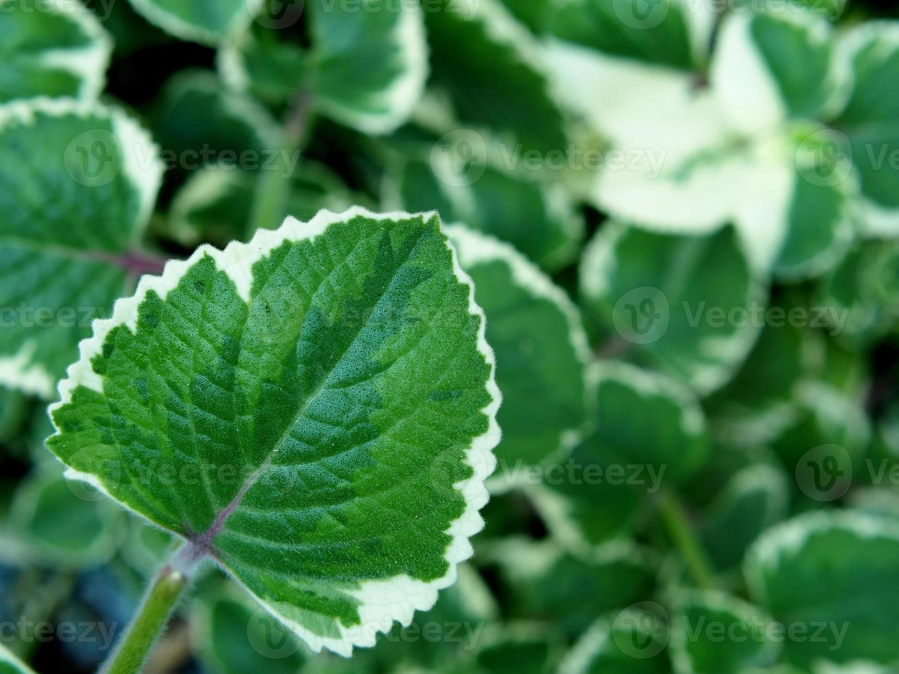 vareigated plants and leafe bueatiful of plants photo