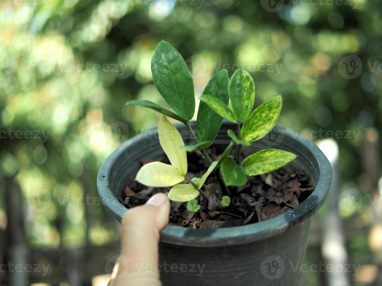 plantas abigarradas y hojas hermosas de plantas foto