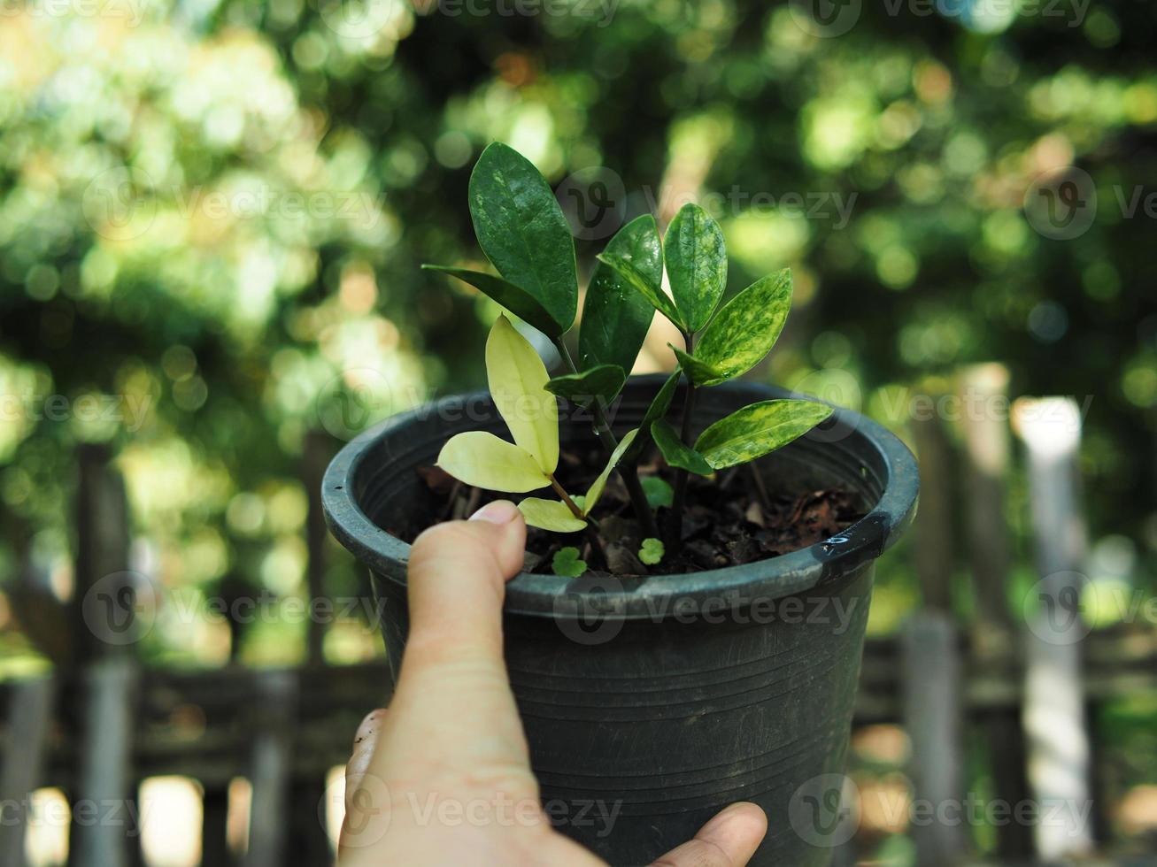 plantas abigarradas y hojas hermosas de plantas foto