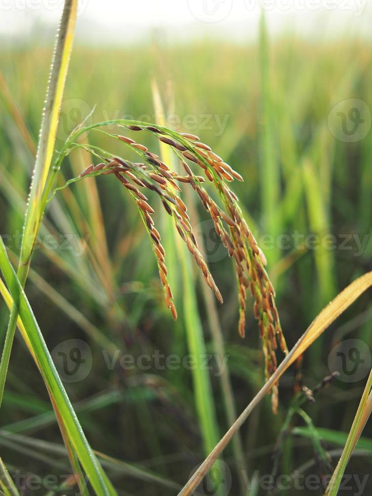 rice farmming and sweet sun light photo