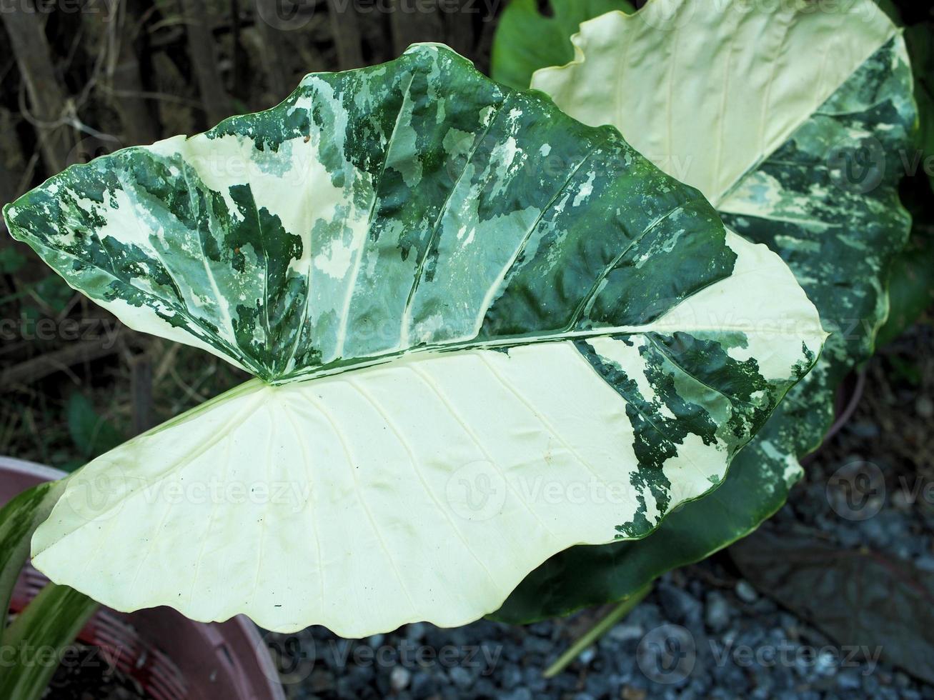 vareigated plants and leafe bueatiful of plants photo