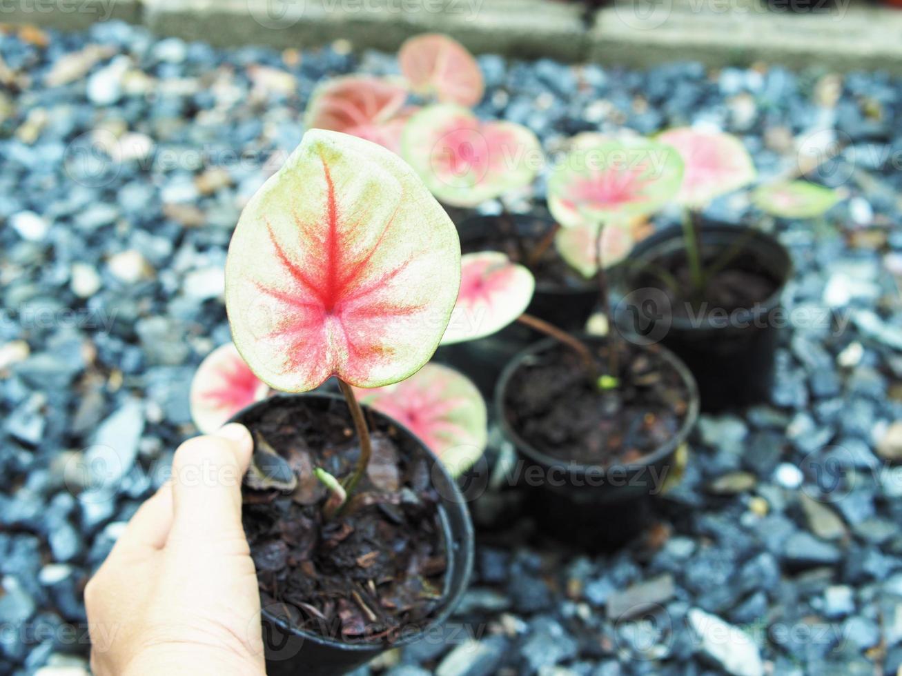 caladiume bicolor bueatiful leafes in pot for garden and decorate photo