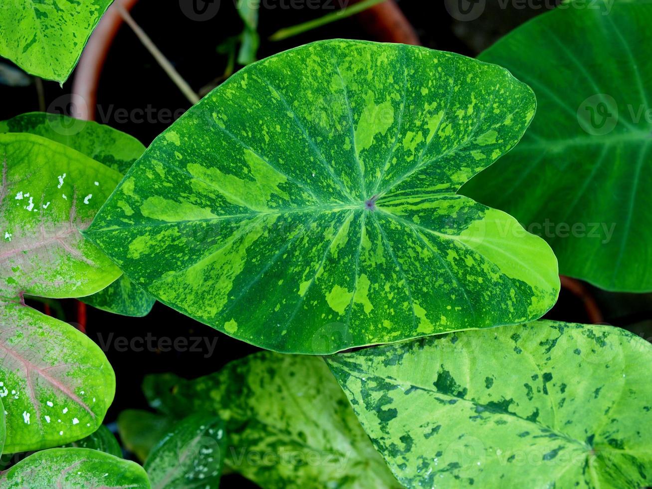 vareigated plants and leafe bueatiful of plants photo