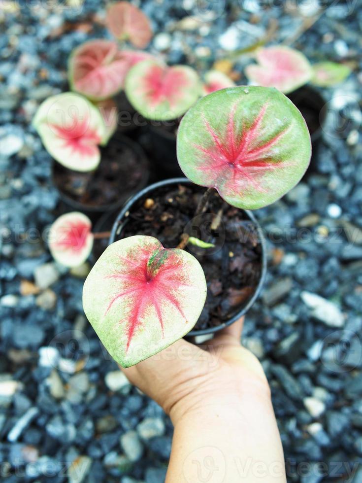 caladiume bicolor bueatiful leafes in pot for garden and decorate photo