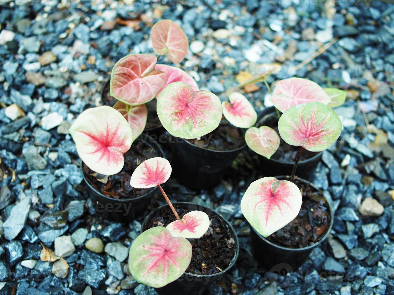 caladiume bicolor bueatiful leafes in pot for garden and decorate photo