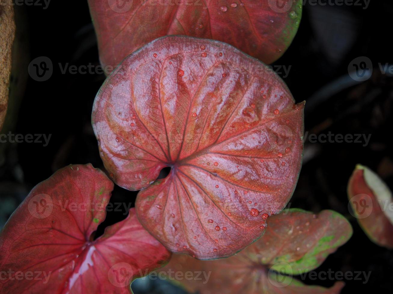 caladiume bicolor bueatiful leafes in pot for garden and decorate photo