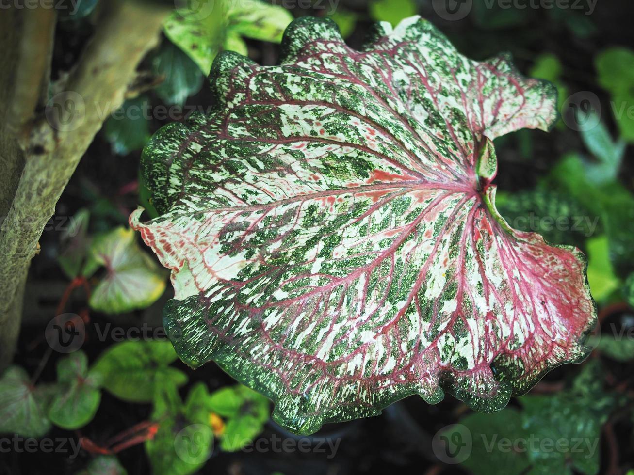 vareigated plants and leafe bueatiful of plants photo