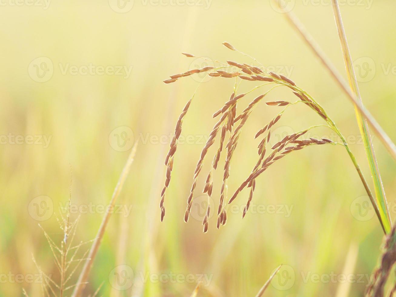 rice farmming and sweet sun light photo