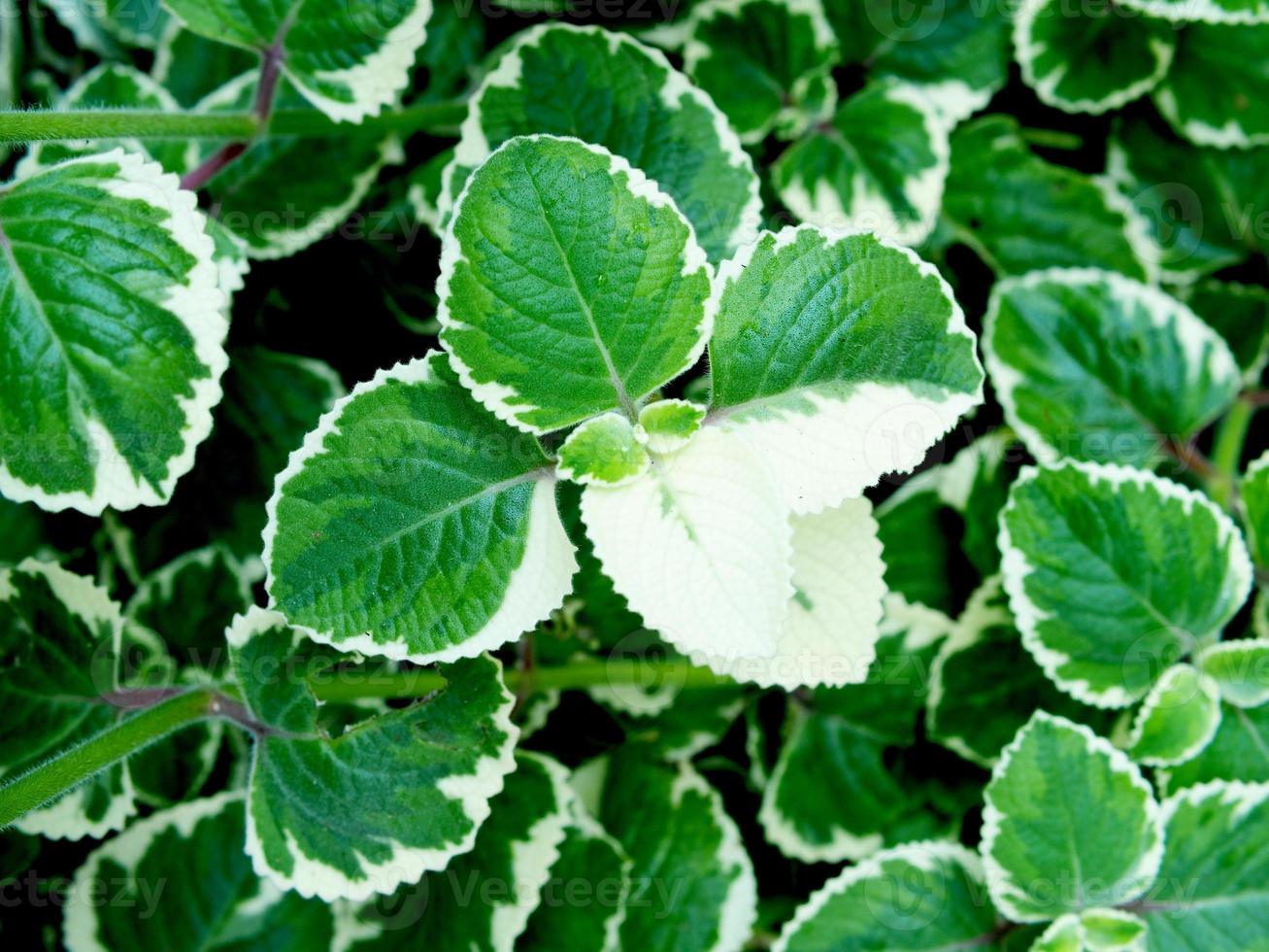 vareigated plants and leafe bueatiful of plants photo