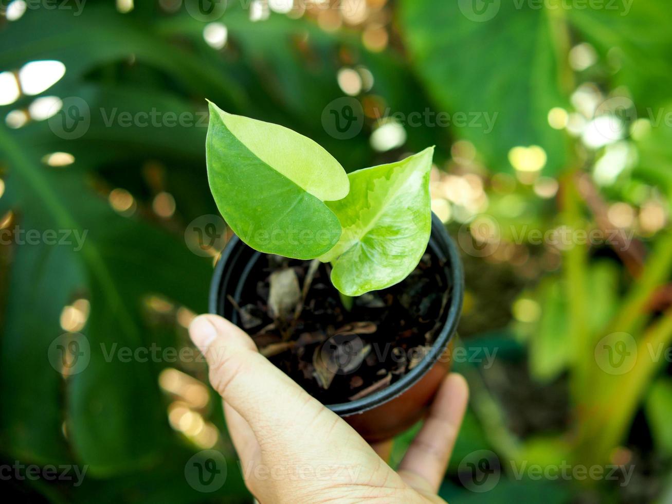 vareigated plants and leafe bueatiful of plants photo