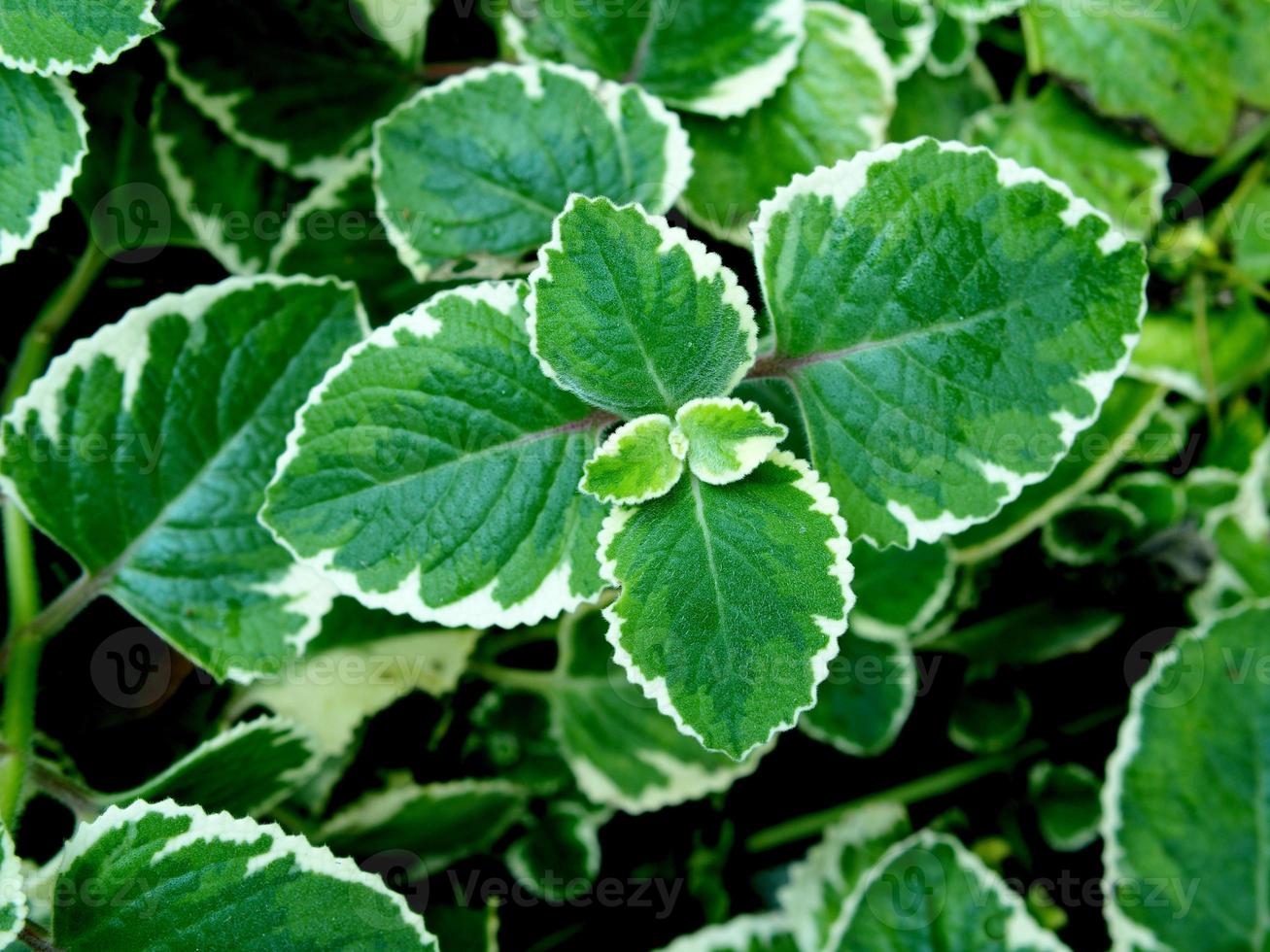 vareigated plants and leafe bueatiful of plants photo