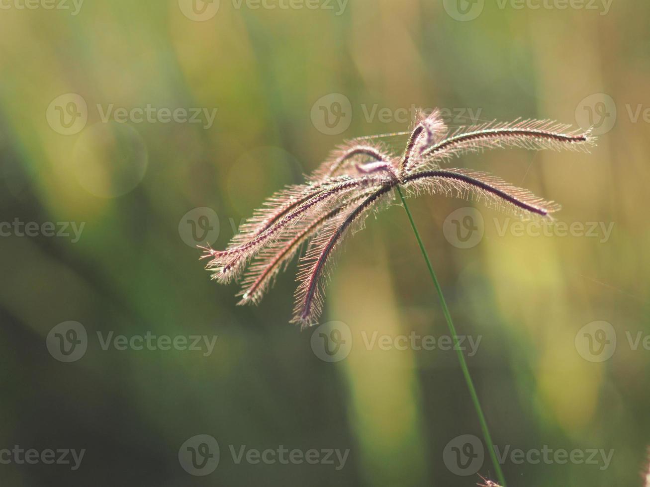 rice farmming and sweet sun light photo