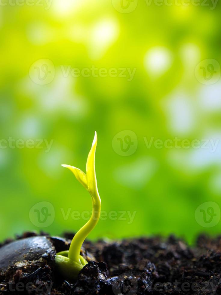 Bud leaves of young plant seeding in forest photo