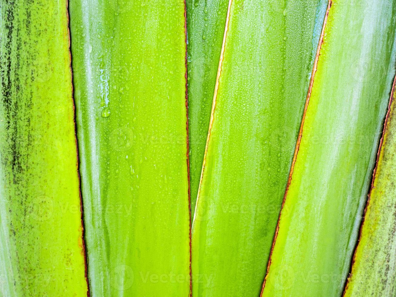 Texture on body of traveler's palm, Ravenala banana photo