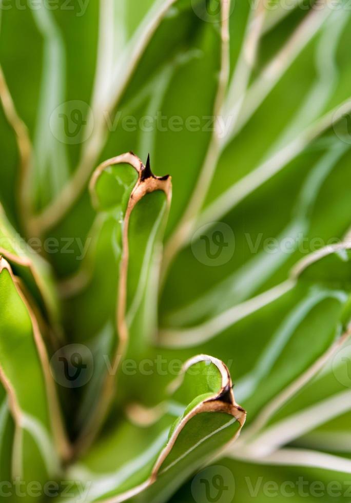 Primer plano de plantas suculentas, hojas frescas detalle de agave victoriae reginae foto