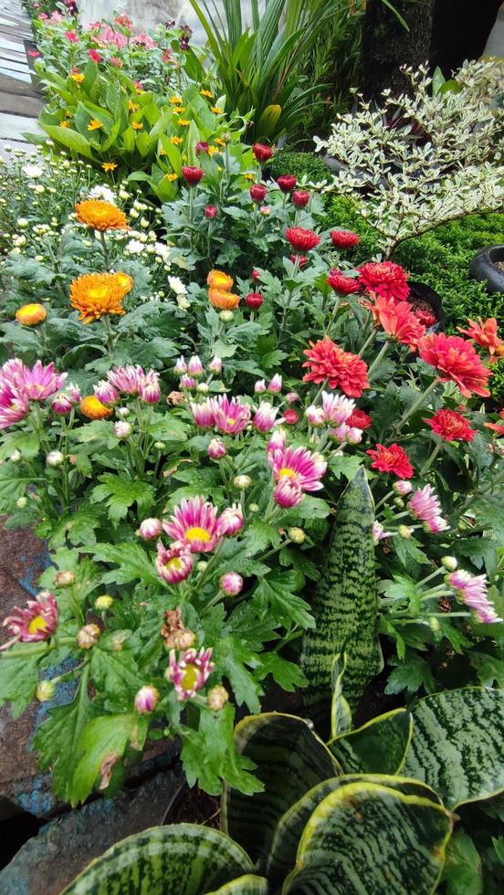 Beautiful cosmos flowers blooming in garden photo