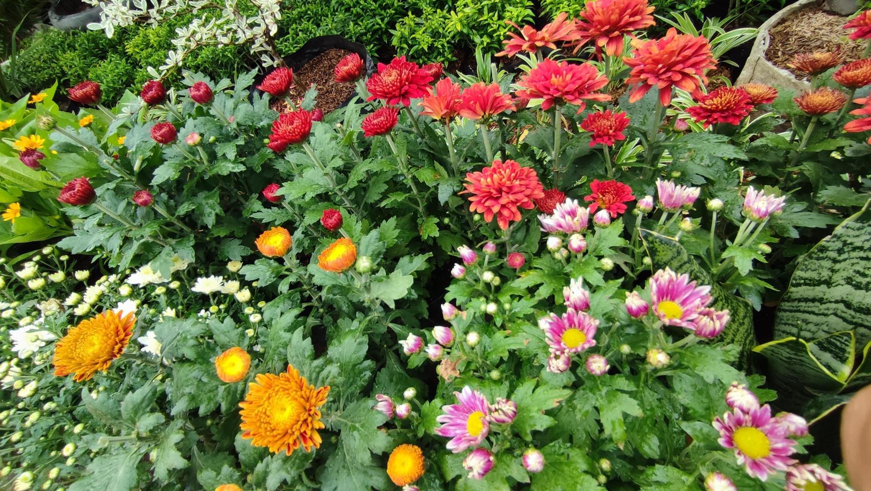 Beautiful cosmos flowers blooming in garden photo