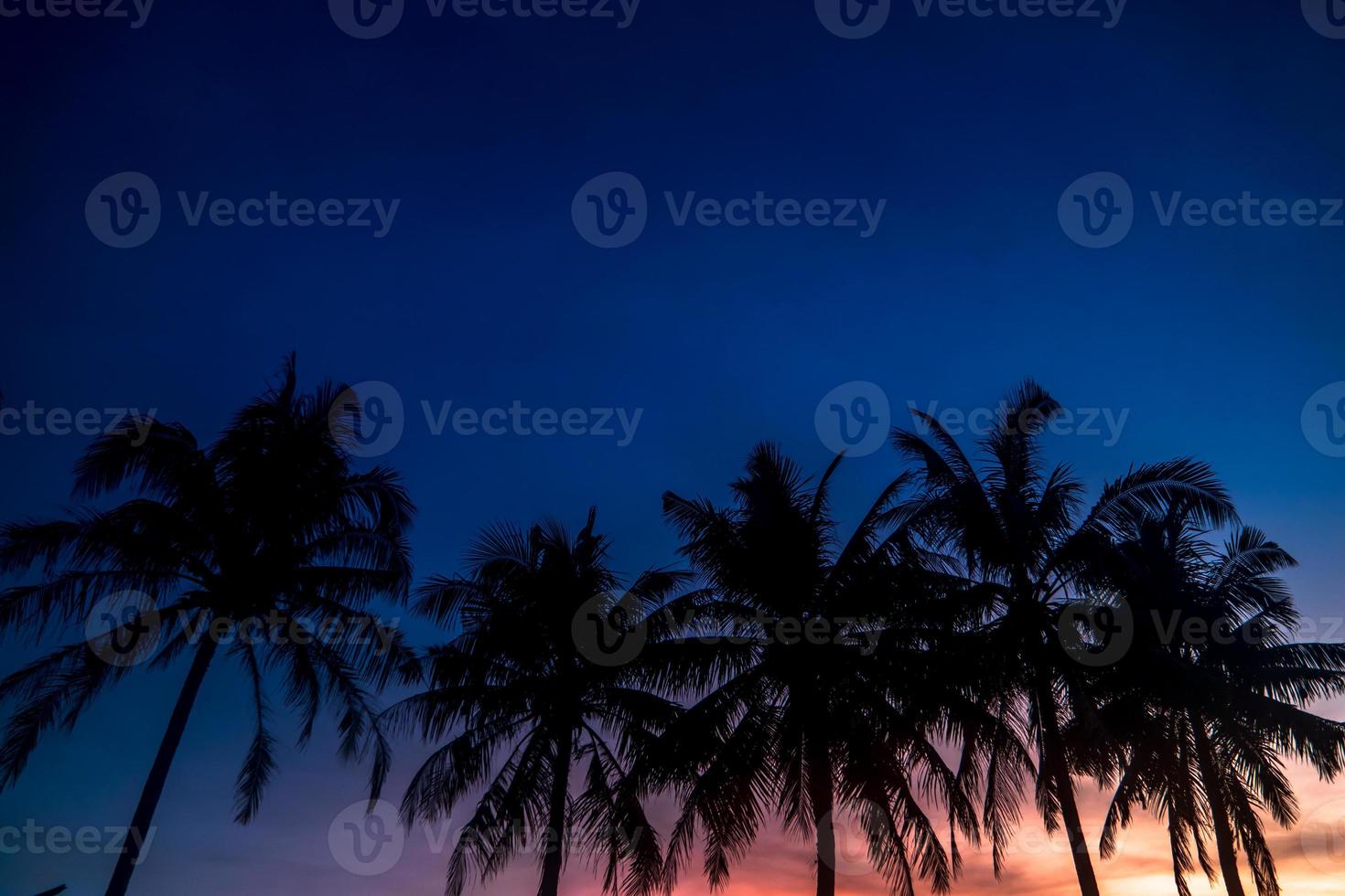 Palm tree silhouette on sunset background photo