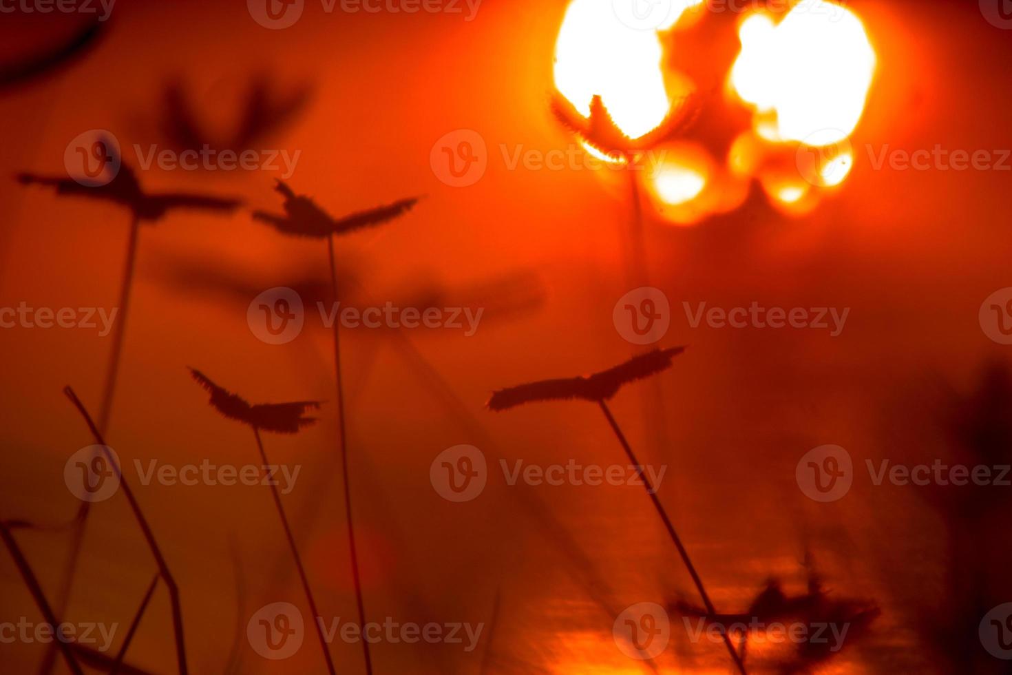 Red sunset background with plants in silhouette photo