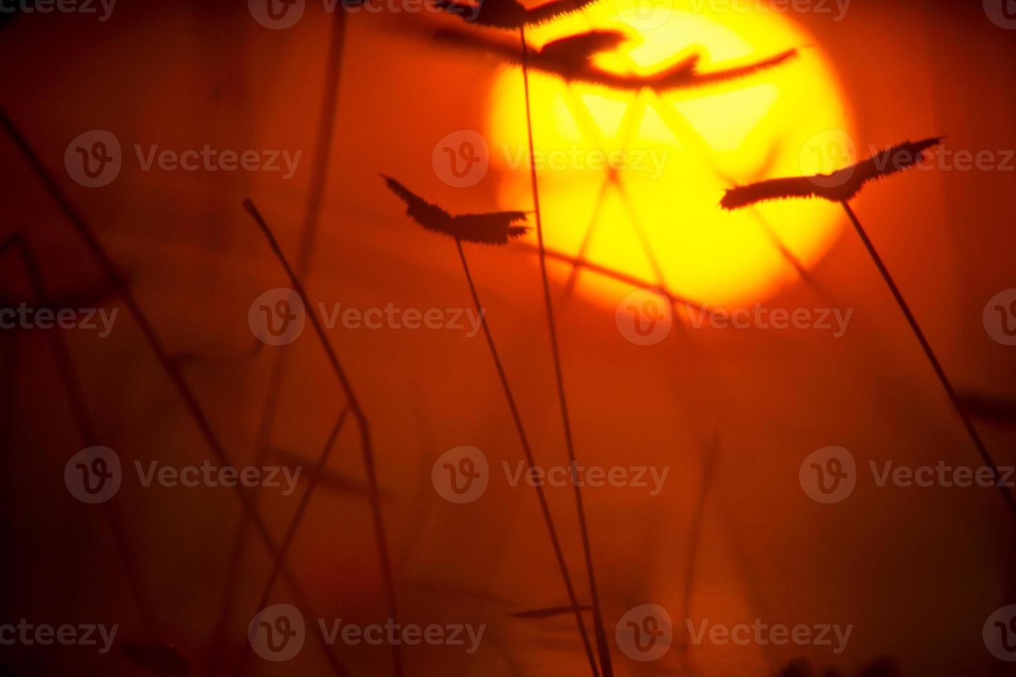 Red sunset background with plants in silhouette photo