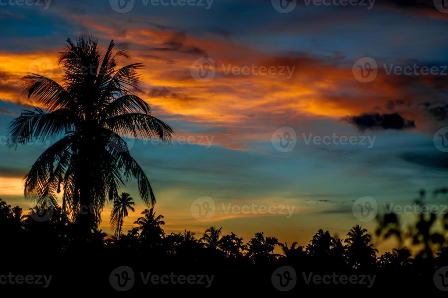 Palm tree silhouette on sunset background photo