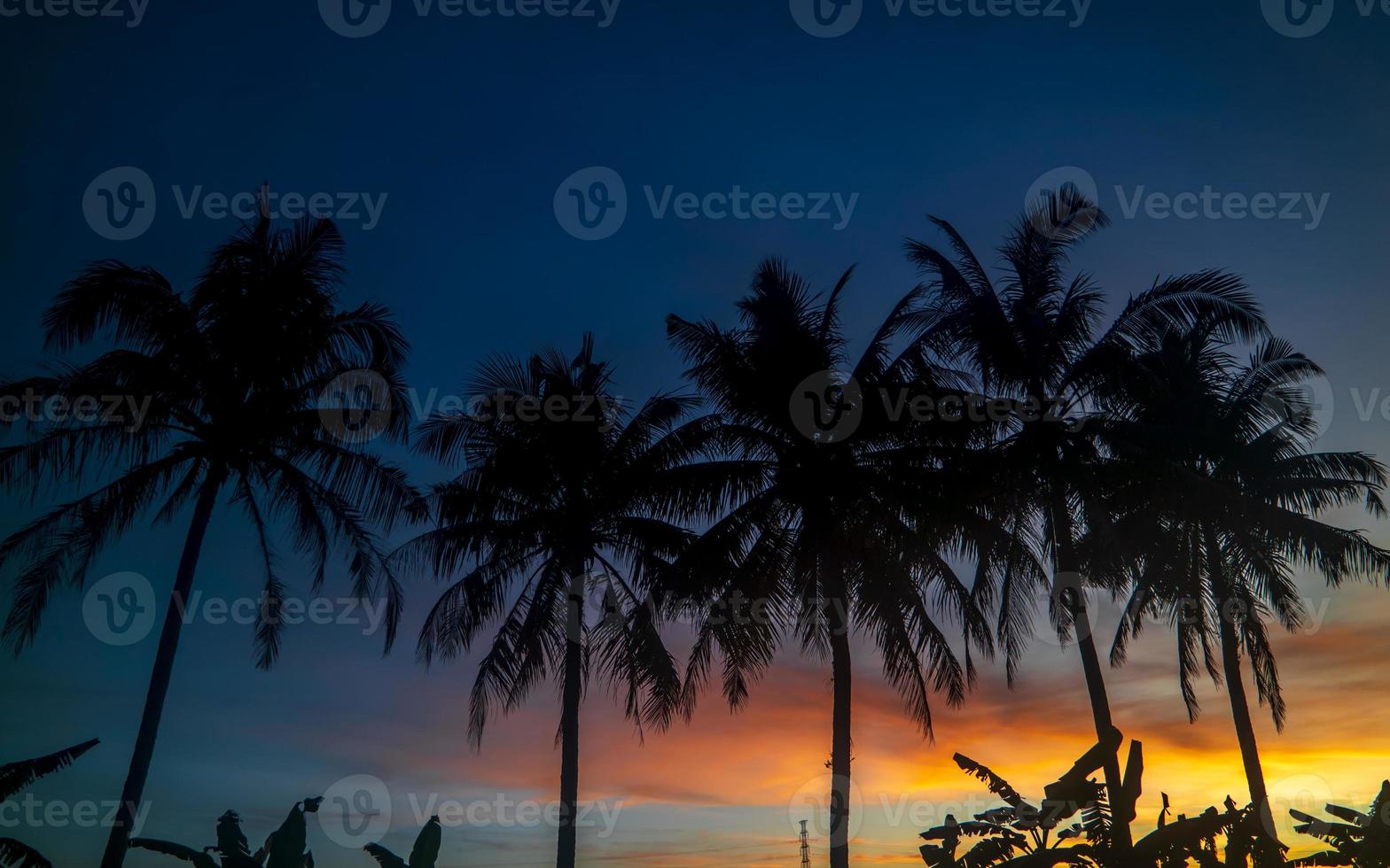 Palm tree silhouette on sunset background photo