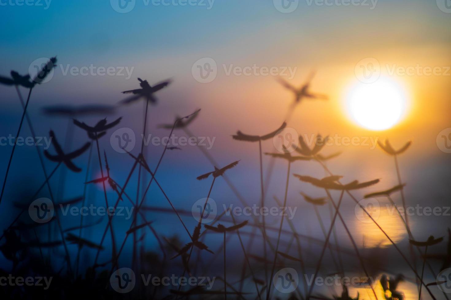 Sunset sky background with weeds photo