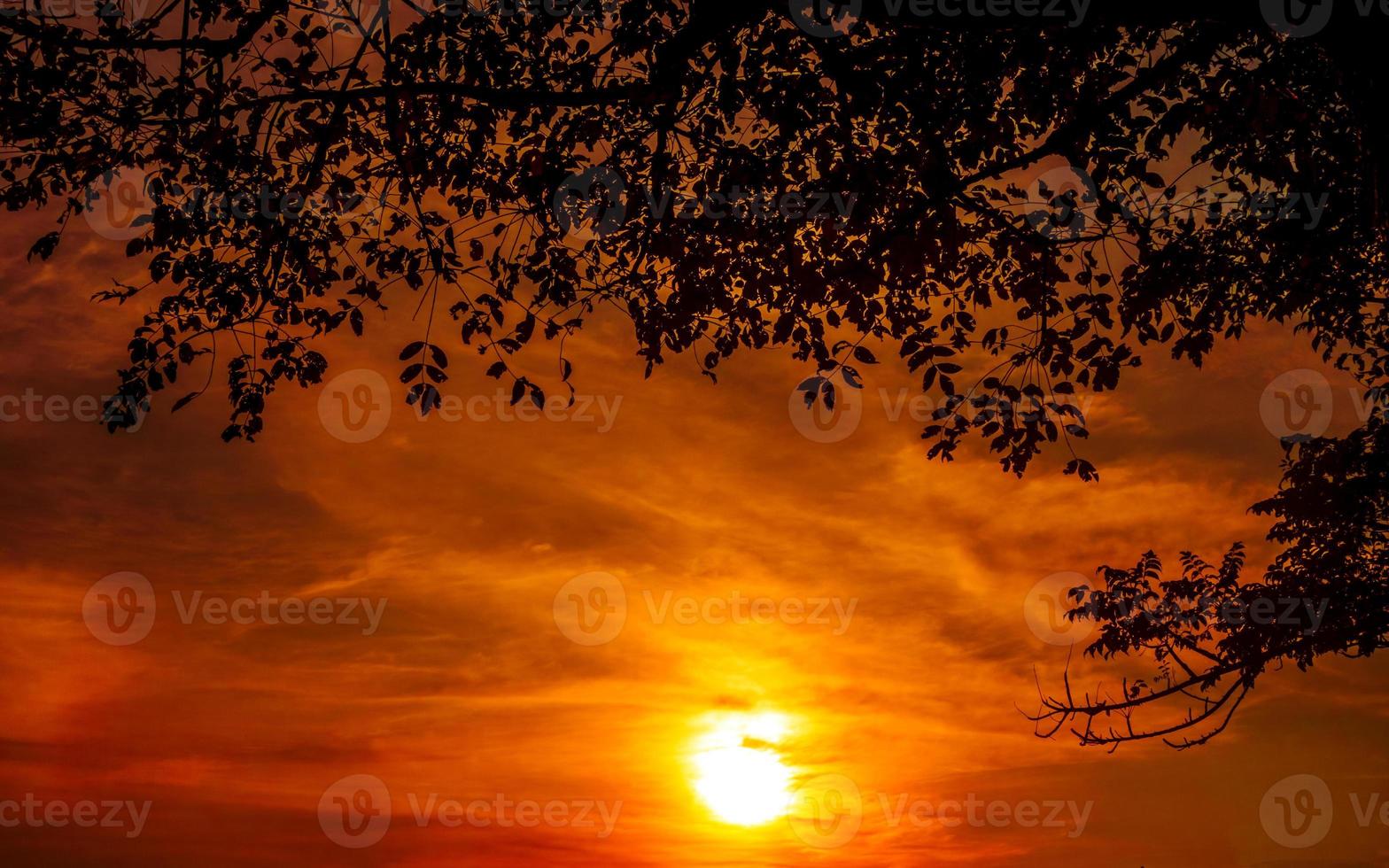 Sunset nature background with trees in silhouette against golden sky photo