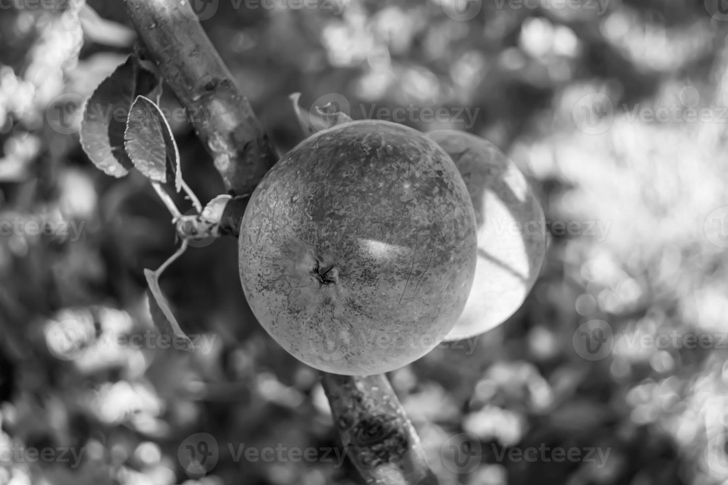 fotografía sobre el tema hermosa fruta rama manzano foto